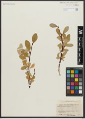 Foto von Salix anglorum Cham.
